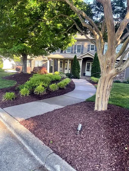 Freshly mulched front walkway bed with tree ring