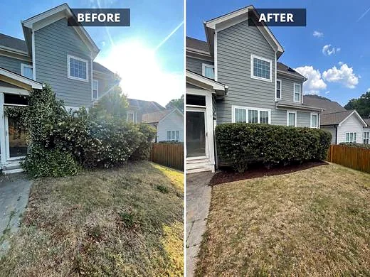 Before and after of an overgrown hedge trimming