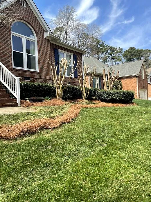 Crape myrtle pruning and cleanup