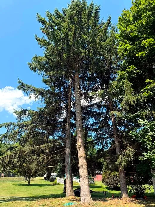 Tree Services by Carolina Premier